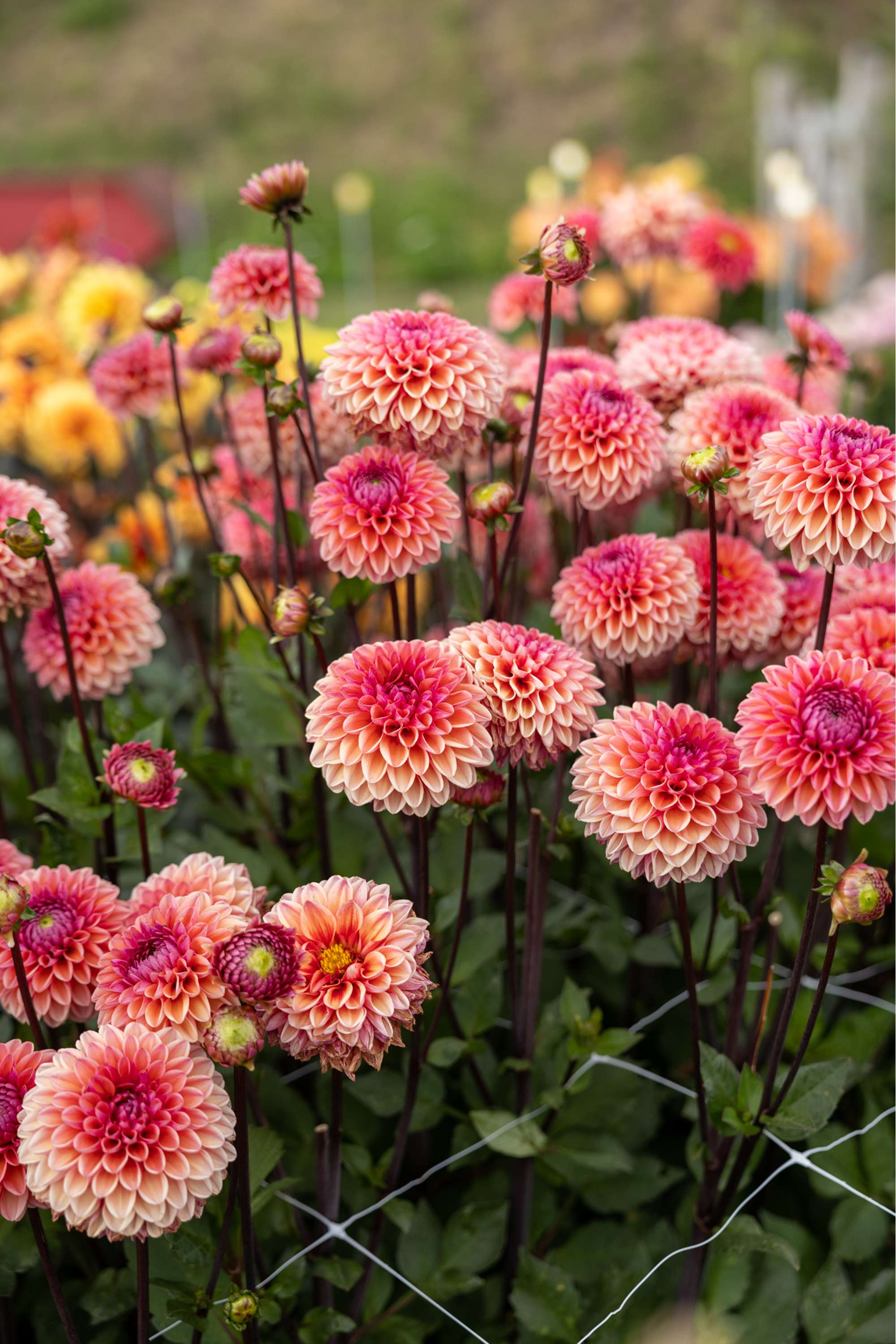 Dahlia 'Daisy Duke'